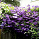 Саженцы Клематиса в Рязани — морозостойкие сорта! Саженцы Клематиса в Рязани — морозостойкие сорта!