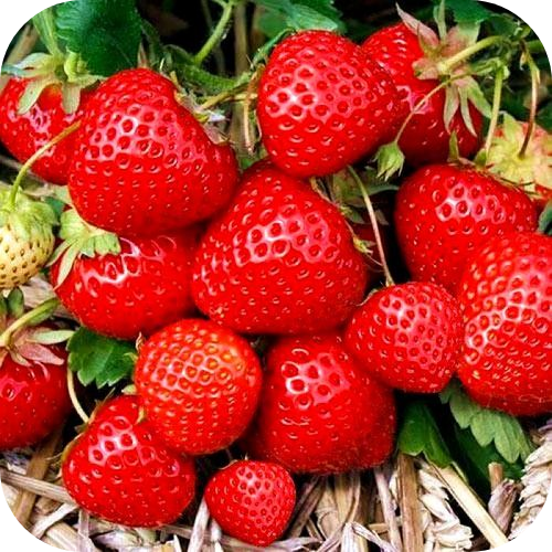 Клубника "Элеганс" Клубника "Элеганс"
